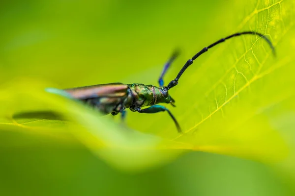 Insekt Auf Blatt Leuchtend Grüne Natur Mit Riesigem Insektenmakro Natur — Stockfoto