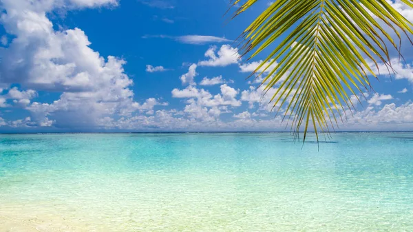 Θέα Στην Παραλία Φύλλα Φοίνικα Και Γαλάζια Θάλασσα Πολυτελείς Διακοπές — Φωτογραφία Αρχείου