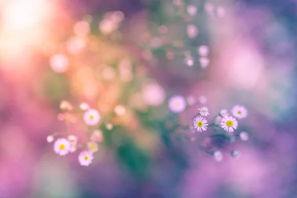 Beau Paysage Nature Gros Plan Écologie Avec Des Fleurs Prairie — Photo