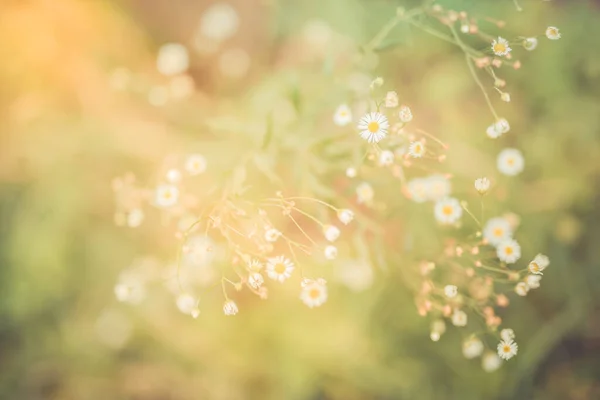 Schöne Nahaufnahme Ökologie Naturlandschaft Mit Hellen Wiesenblumen Und Sonnenuntergangslicht Abstraktes — Stockfoto