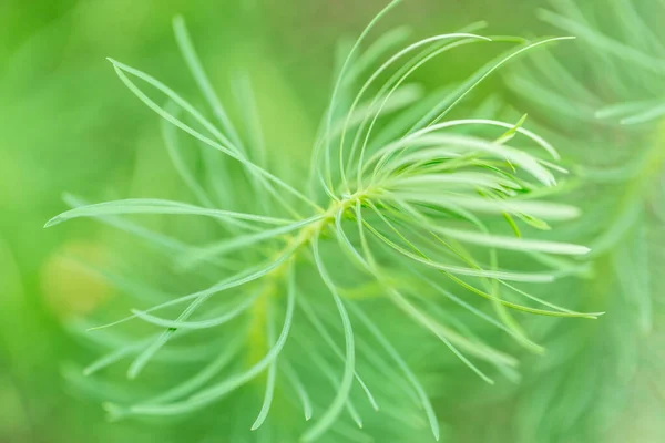 Planta Verde Esponjosa Sobre Fondo Naturaleza Verde Borrosa Concepto Eco —  Fotos de Stock