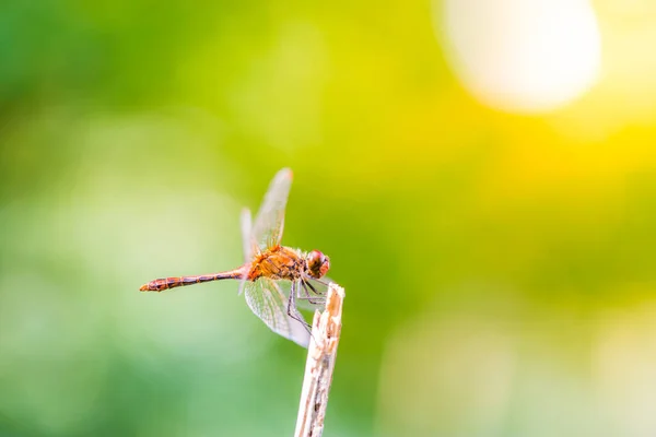 Libélula Ictinogomphus Rapax Descansa Sobre Rama Hoja Verde Increíble Primer —  Fotos de Stock