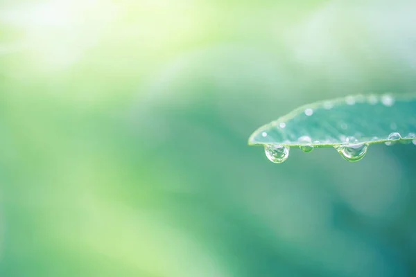 Green Leaf Water Drops Background Drops Dew Morning Glow Sun — Stock Photo, Image