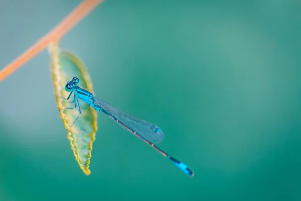 Libelle Ictinogomphus Rapax Ruht Auf Zweigen Und Grünem Blatt Erstaunliche — Stockfoto