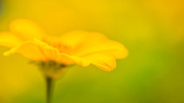Çiçekler, güneşli bahar günü güneş ışınları. Sakin doğa, bulanık doğal çayır arka planında sarı çiçekler açıyor.. 
