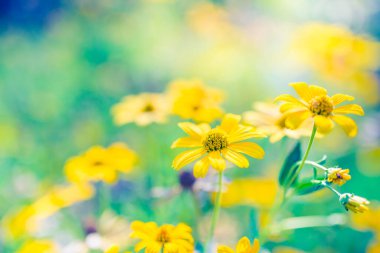 Çiçekler, güneşli bahar günü güneş ışınları. Sakin doğa, bulanık doğal çayır arka planında sarı çiçekler açıyor.. 