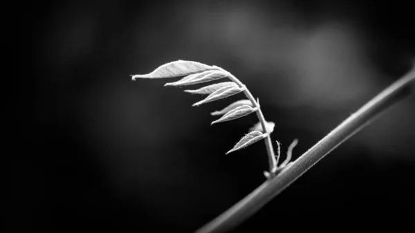 Textures Végétales Noires Blanches Fraîcheur Dramatique Nature — Photo