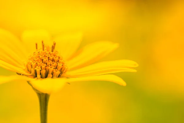 Blommor Solig Vår Sommardag Med Solstrålar Lugn Natur Blommar Gula — Stockfoto
