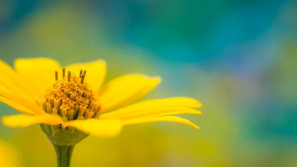Blommor Solig Vår Sommardag Med Solstrålar Lugn Natur Blommar Gula — Stockfoto