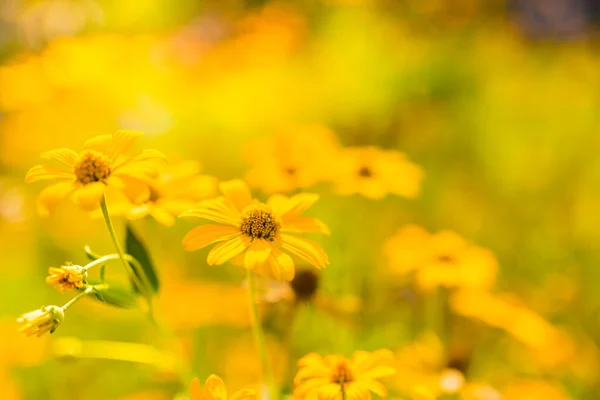 Λουλούδια Ηλιόλουστη Ανοιξιάτικη Καλοκαιρινή Μέρα Ακτίνες Tranquil Φύση Ανθίζοντας Κίτρινα — Φωτογραφία Αρχείου
