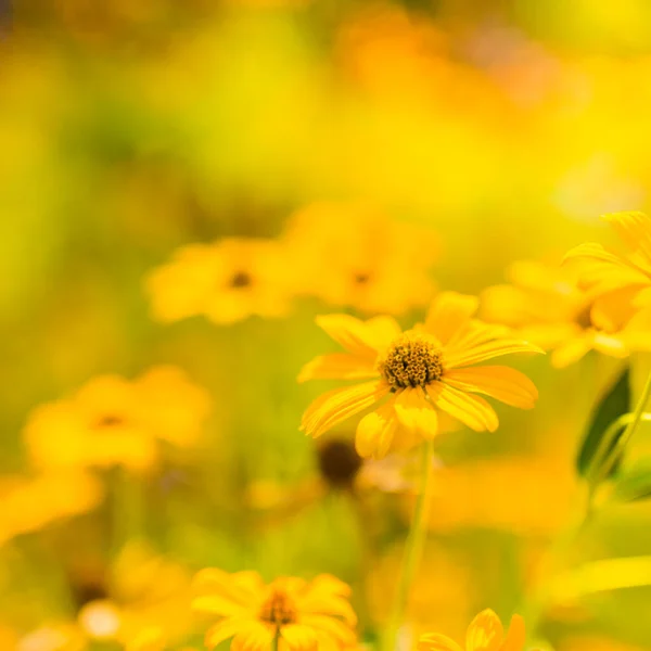Blumen Sonniger Frühlingssommertag Mit Sonnenstrahlen Ruhige Natur Blühende Gelbe Blumen — Stockfoto
