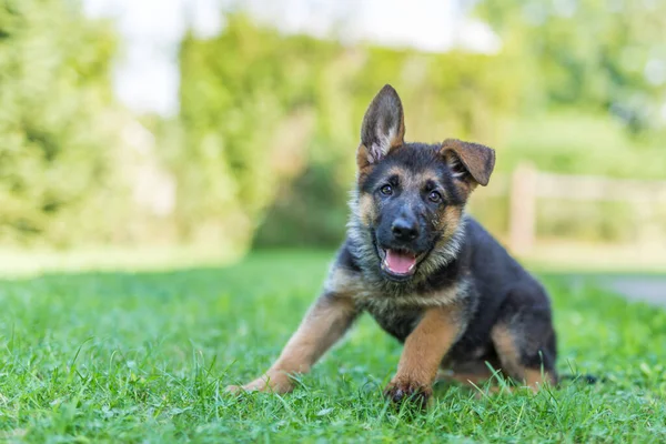 ドイツの羊飼いの子犬 公園や庭の夏の緑の草 かわいい子犬犬が屋外で遊んでいます 美しい犬の肖像画 — ストック写真