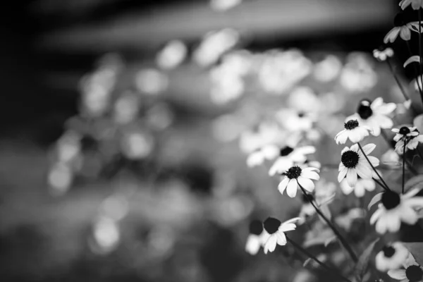 Svartvita Blommor Hösten Orange Blommor Trädgårdsrabatten Monokrom Natur Utomhus Höst — Stockfoto