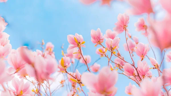 Perfect nature background for spring or summer background. Pink magnolia flowers and soft blue sky as relaxing moody closeup. Magnolia tree blooms in large beautiful pink flowers of magnolia. Nature.
