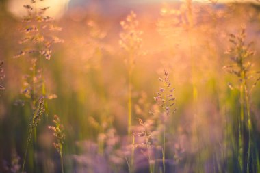 Gün batımında çiçek açan yeşil orman, bahar otlağı arka planı. Sabah güneşi arka planında yabani otlar. Sonbahar alan arkaplanı