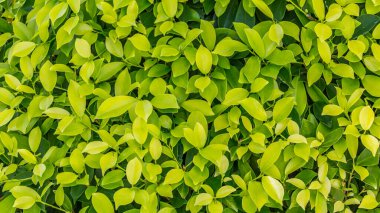 Yeşil yaprak doğa dokusu arkaplanı. 