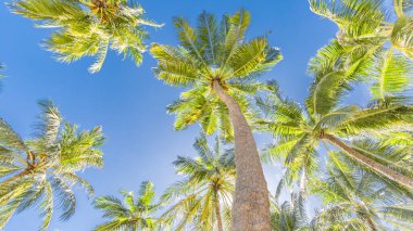 Tropik ağaçlar arka plan konsepti. Coco palmiyeleri ve huzurlu mavi gökyüzü. Egzotik yaz doğası geçmişi, yeşil yapraklar, doğal manzara. Yaz tropik adası, tatil ya da tatil düzeni