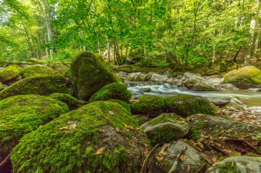İnanılmaz orman doğası. Yaz güneşinin altında kayalarla dolu nehir akıntısı. Yeşil orman yemyeşil ve yeşillik içinde doğa harikalar diyarı küçük şelale. Güzel doğa manzarası