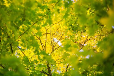 Sonbahar parkı sanatsal sonbahar ağaçları ve yaprakları. Sonbahar doğa arka planı, renkli canlı doğa görünümü. 