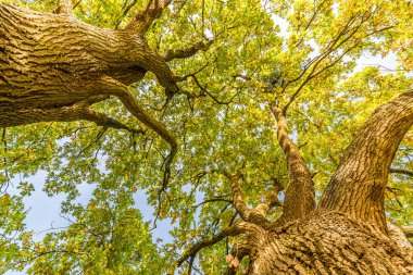 Sonbahar yaprakları. Sonbahar peyzajı sonbahar parkı. Renkli yapraklar, güneşli sakin bir hava. Ağaç gövdesi, mevsimsel sonbahar doğası, sonbahar