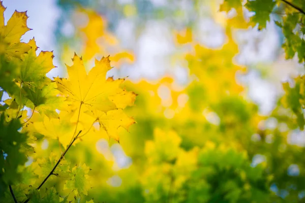 Φθινοπωρινό Πάρκο Καλλιτεχνικά Δέντρα Φθινόπωρο Και Φύλλα Φθινόπωρο Φόντο Της — Φωτογραφία Αρχείου