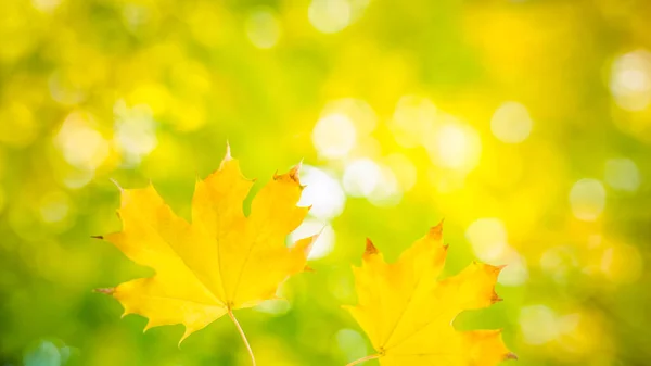 Όμορφα Φωτεινά Φθινοπωρινά Φύλλα Θολή Bokeh Μαγική Φύση Φόντο Εποχιακό — Φωτογραφία Αρχείου