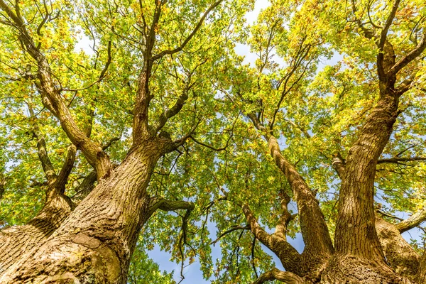 Φθινοπωρινά Δέντρα Φθινόπωρο Φθινόπωρο Τοπίο Φθινοπωρινό Πάρκο Πολύχρωμα Φύλλα Της — Φωτογραφία Αρχείου