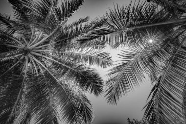 Beyaz arka planda güzel palmiye yaprakları. Sanatsal siyah ve beyaz palmiye yaprakları güneş ışınları, parlak dramatik doğa ve kopyalama alanı. Siyah beyaz palmiye yaprakları