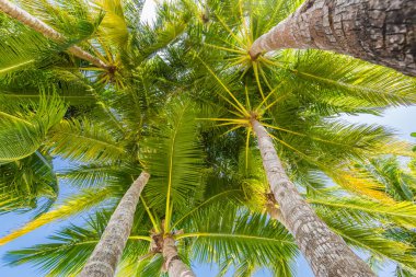 Hindistan cevizi palmiyeleri, güzel tropikal arka plan. Egzotik doğa dokusu