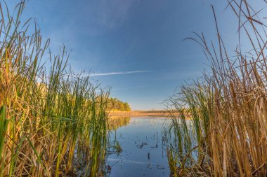 Gölü ve mavi gökyüzü olan renkli sonbahar ormanı akşam manzarası inanılmaz. Renkli sonbahar manzarası
