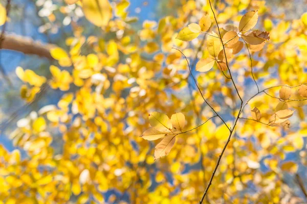Χρυσά Κίτρινα Και Πορτοκαλί Φύλλα Κάτω Από Ηλιαχτίδες Από Τον — Φωτογραφία Αρχείου