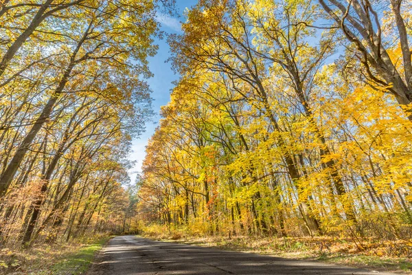 Country road with golden leaves under blue sky. Road in the autumnal forest, amazing nature landscape. Pathway to colors, falls colors