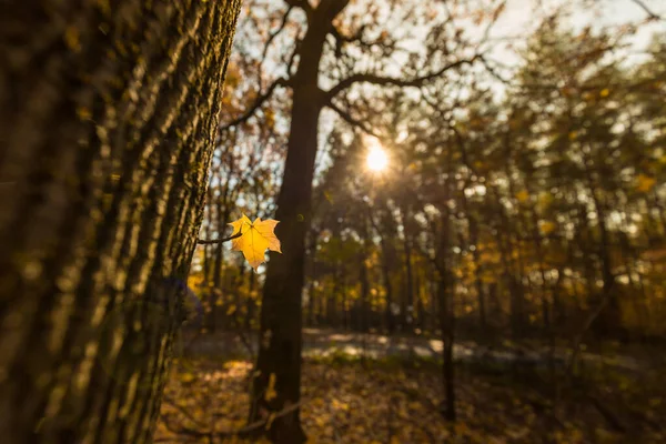 Yellow Autumn Maple Leaves Forest Selective Focus Blurred Autumn Nature — Stock Photo, Image