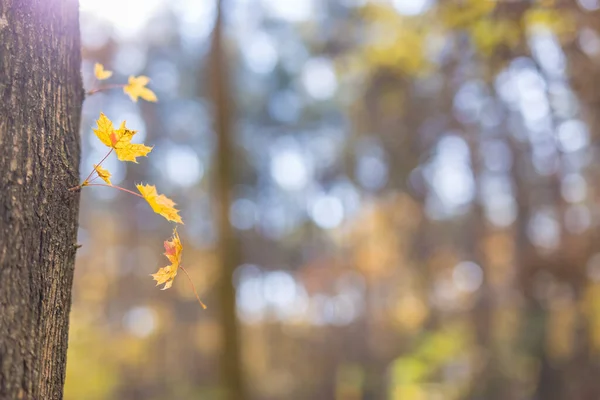 Осенние Листья Солнце Размытый Лесной Пейзаж Осенью Природа Размыла Фон — стоковое фото