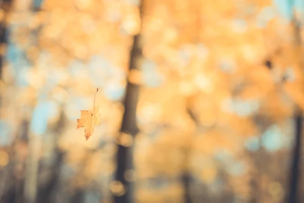 stock image Autumn leaves on the sun and blurred forest landscape. Fall nature blurred background with yellow leaves. Magical closeup forest nature, autumnal scenery