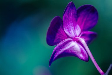 Noel için kışın veya ilkbaharda bahçede orkide çiçeği 2020 yılının kutlu olsun güzellik ve tarım fikri tasarımı. Penaenopsis orkidesi.