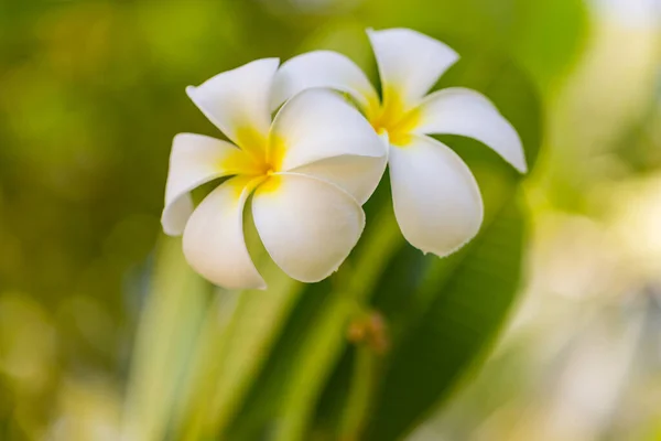 白色花或羊草花 芬芳的花朵 — 图库照片