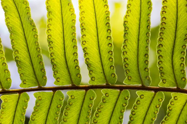 Güzel Eğreltiotu Yapraklarının Yakın Plan Çekimi Güneş Işığının Önünde — Stok fotoğraf