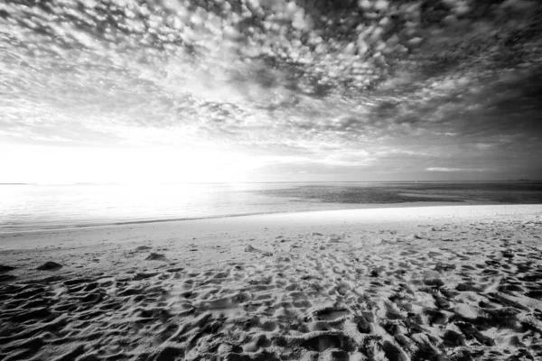 落日前的沙滩上乌云密布 白纸黑字 椰子树和棕榈树型 单色黑白 — 图库照片