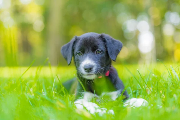 Imádnivaló Portré Csodálatos Egészséges Boldog Fekete Fehér Border Collie Kiskutya — Stock Fotó