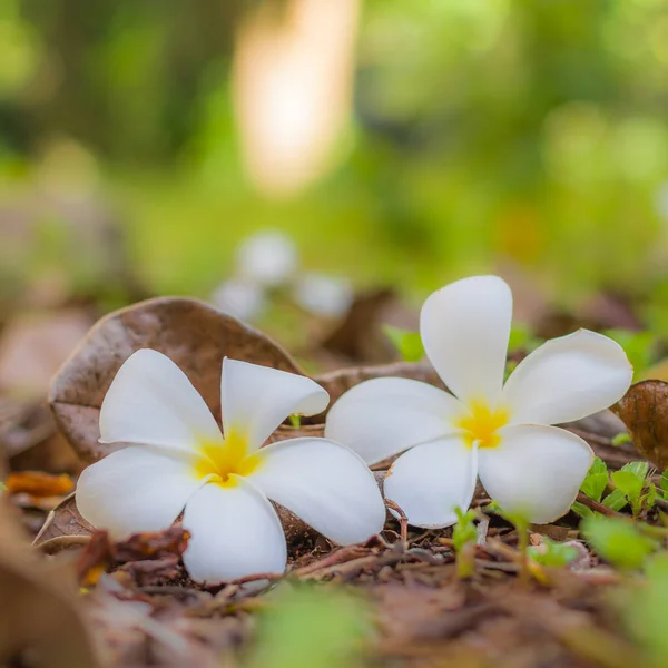 Plumeria Kwiaty Piękne Kwitnące Tropikalne Tło Kwiatowe Abstrakcyjnej Rozmytej Przyrody — Zdjęcie stockowe