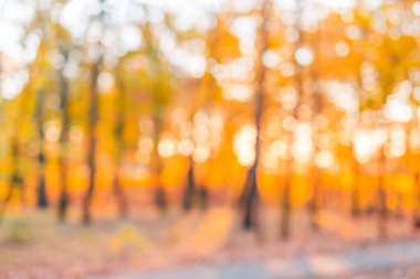 Parkta altın sonbahar sahnesi, düşen yapraklar, orman ağaçlarında parlayan güneş ve bulanık gökyüzü. Sanatsal rüya sonbahar doğa manzarası 