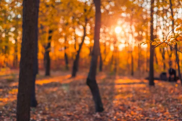 Золотая Осенняя Сцена Парке Опавшими Листьями Солнце Сияющее Сквозь Лесные — стоковое фото