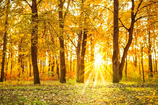 Золотая Осенняя Сцена Парке Опавшими Листьями Солнце Сияющее Сквозь Лесные — стоковое фото
