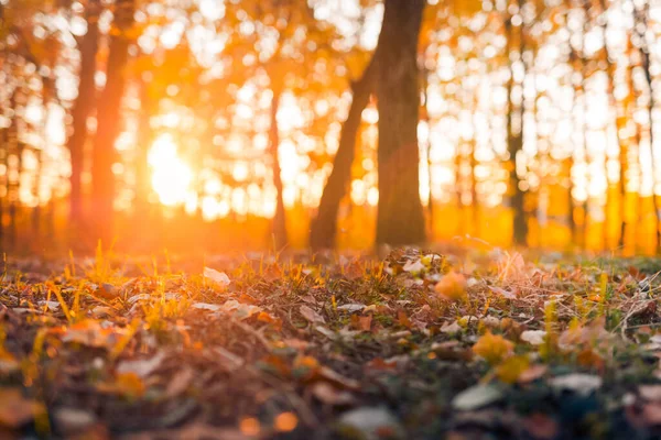 Осенняя Лесная Дорога Оставляет Вид Осенние Листья Земли Осенний Лесной — стоковое фото