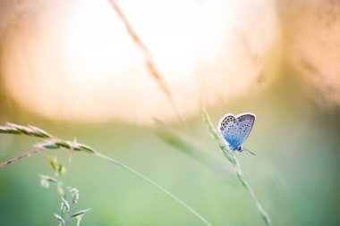 Yumuşak sarı gölgeli pastel renklerde yumuşak doğal bir arka plan. Vahşi çayır otları ve günbatımı kelebekleri doğada ilkbahar. Güzel bir yaz çayırı, ilham kaynağı doğa. Güzel yakın çevre doğa çayırı ve kelebek.