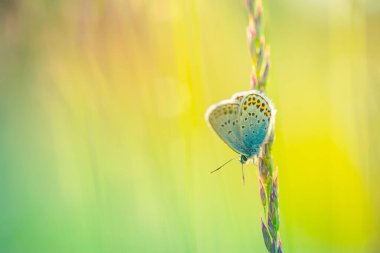 Altın çayır çimlerinde güzel bir kelebek, doğa manzarası. Kırsal sanatsal imaj. Yaz ya da sonbahar mevsimi, gün batımı yakın çekim, inanılmaz renkler. Huzurlu doğa havası.