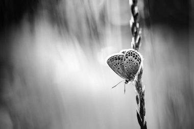 Beyaz çimen çizgilerindeki güzel siyah beyaz kelebek yumuşak, mavi bir arka planda bahar veya yaz mevsiminde. Nazik romantik rüya gibi sanatsal görüntü, tek renkli çayır üzerinde güzel yuvarlak bokeh.
