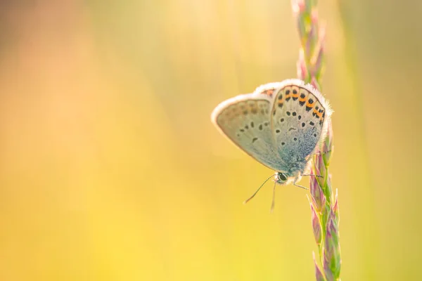 Koncept Přírodního Pozadí Krásné Letní Louky Pozadí Inspirační Charakter Detailu — Stock fotografie