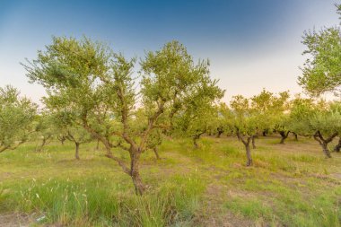 Güzel zeytin ağaçları, Akdeniz tarım manzarası ve bedava metin alanı. 